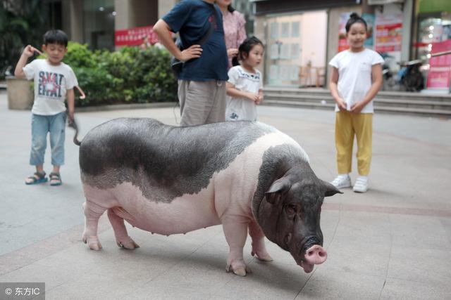 深圳女士养一宠物猪9年长至200斤,有人出8万主人不卖