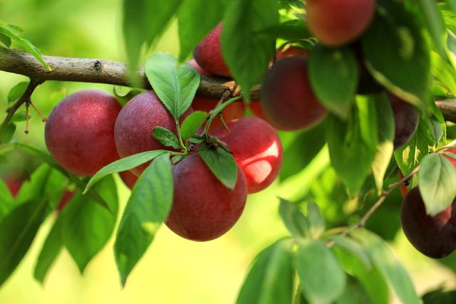农村果园一种水果,成熟后烂一地没人吃,城里人:嫌贵舍不得买!