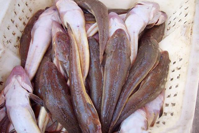 这种鱼低脂肪高蛋白,肉质鲜美,可惜很少有人吃!