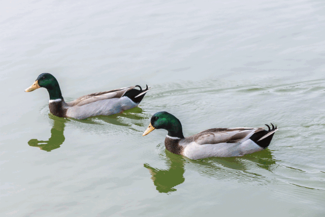 640_427gif 动态图 动图