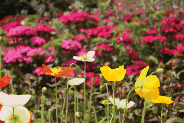 虞美人,紫罗兰,金鱼草,石竹等花卉将美丽绽放!