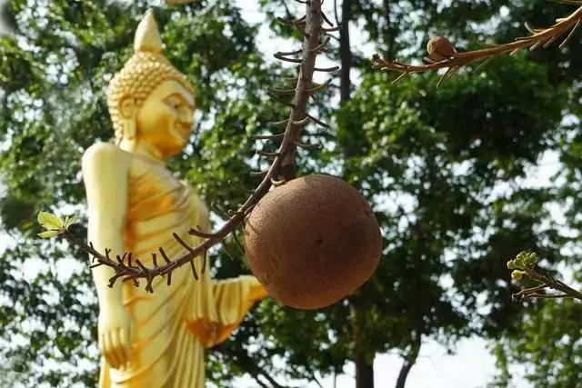 上古六大神树,太阳之灵,其一生长在不死之国|神树|菩提树|奥丁_新浪
