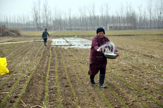 今年庄稼收成如何?老农这样说:雨水无雨天要旱,清明无雨多吃面_新浪新闻