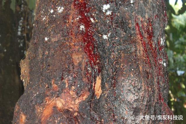 全国仅存20颗的龙血树树干受伤就会流血吓坏了云南农民