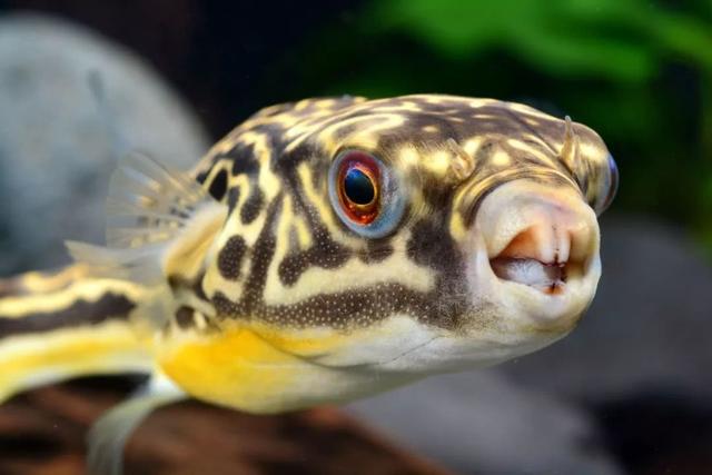 【每日一鱼】鱼不可貌相,长相可爱的斑马狗头,竟然如此的凶残