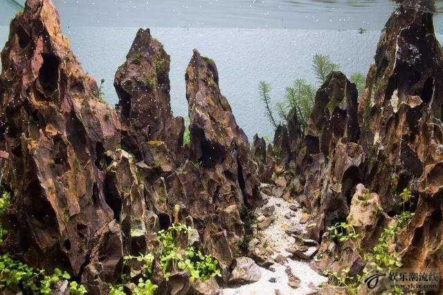 松皮石峡谷造景:松皮石高山峡谷造景缸,听说酸奶配莫斯更好看!