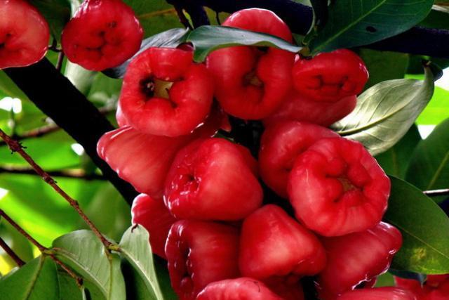 此类水果好吃又高产,价格却越来越昂贵,一斤八十元