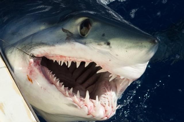 "巨齿鲨"真的重出江湖?悉尼海域发现一尾"只剩头的大鲨鱼
