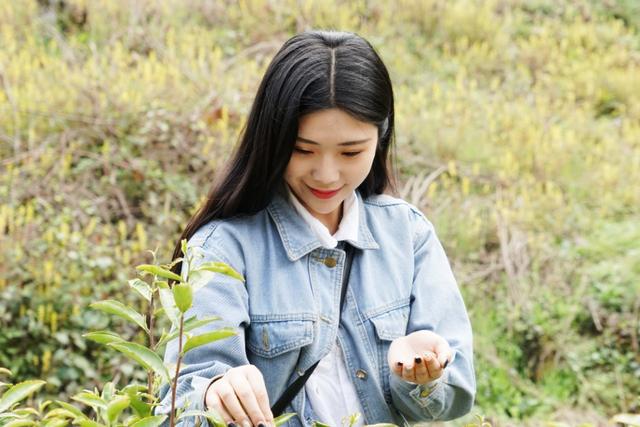 少喝酒多喝茶喝茶就喝陕西商洛镇安象园雾芽茶