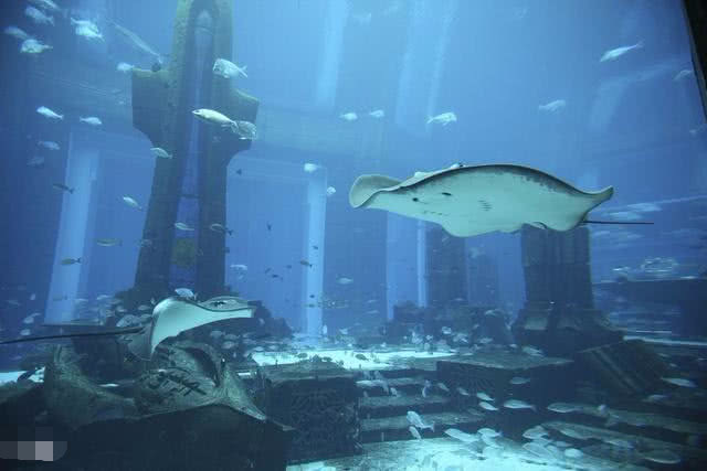 利莫里亚|亚特兰蒂斯|人类_新浪新闻