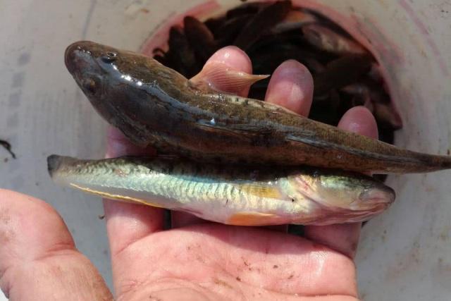 头大而扁,略似淡水鲶鱼,嘴大但无须,而尾部很细,适合在海水和淡水混合