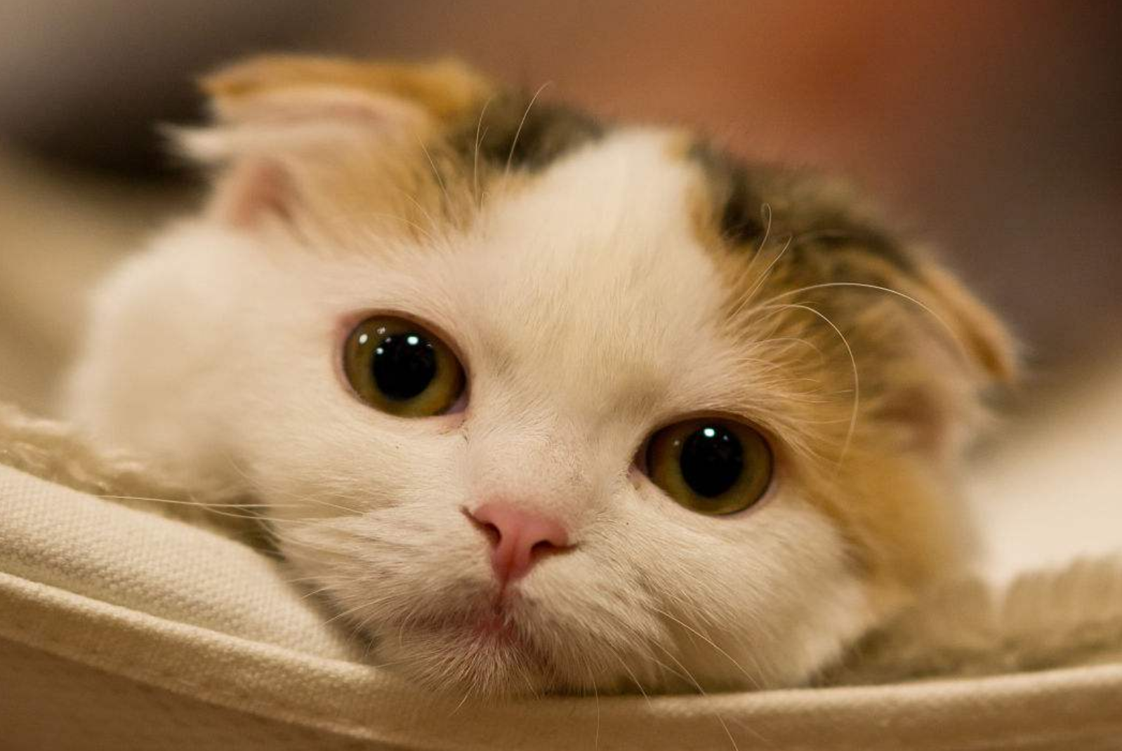 人人都喜欢呆萌可爱的喵星人,以下四种你最喜欢哪一只呢?