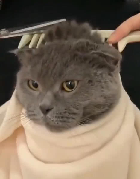主人用猫咪的头来练习理发猫坐在那一动不动喵我也不敢动