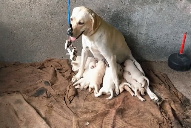 狗狗给自己的11只娃喂奶,一脸疲惫却还笑:都我生的,厉害吧