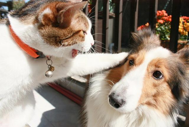 家庭的地位排序:狗子哭唧唧,猫咪笑嘻嘻!