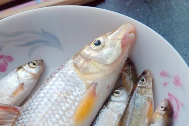 人称虫虫鱼一斤80元比刀鱼还鲜美渔民捉了不舍得吃