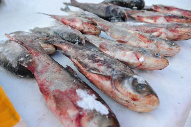 再出"天价鱼",一条鱼拍出近7万,网友:喝矿泉水长大的就是贵