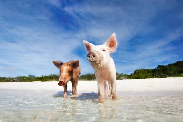 世界上最幸福的猪,生活在风景优美的海岛上,还深受游客的喜爱!