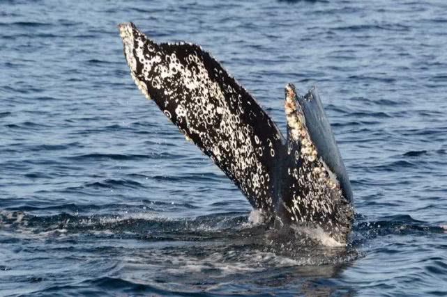 骑在鲸鱼身上遨游世界!新研究发现,它成为了鲸鱼迁徙的记录仪