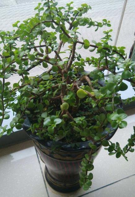 养马齿苋树,每月抹上一层"这溶液",叶片如碧玉,成老桩盆景