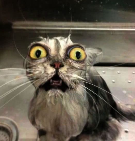 当动物恐惧的时候是什么样?表情一个比一个亮,网友:全是戏精!