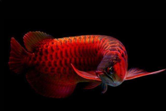 就几十万红龙鱼是美丽硬骨舌鱼的红色亚种(其它亚种包括金龙鱼,青龙鱼