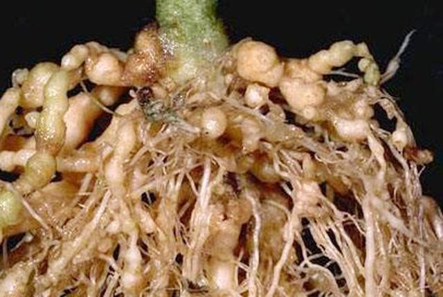 种植花生过程中,根结线虫病传播途径有哪些?农户们该如何预防?