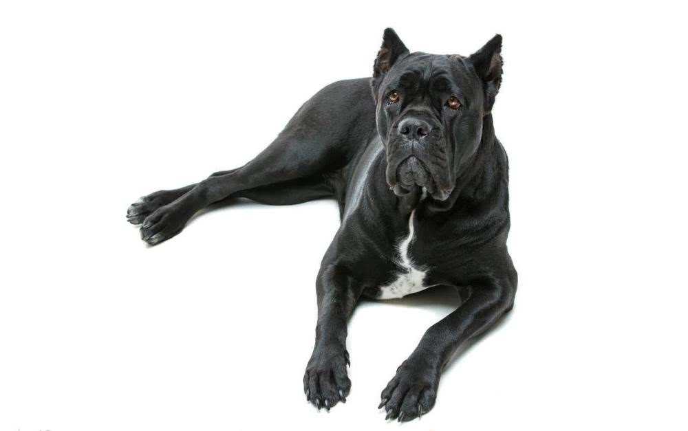 卡斯罗比利时马犬拉布拉多犬罗威纳犬杜高犬萨摩耶犬德国牧羊犬苏格兰