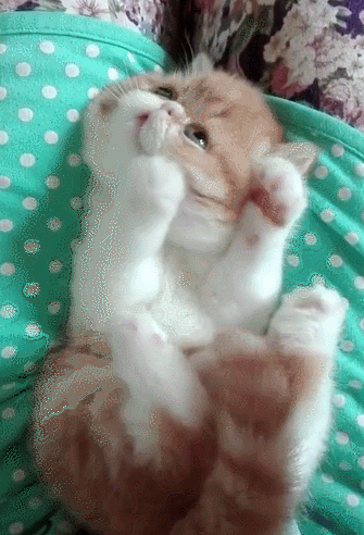 猫咪玩球球,猫咪:咦?我的球呢?网友:组团去偷的有没有?集合