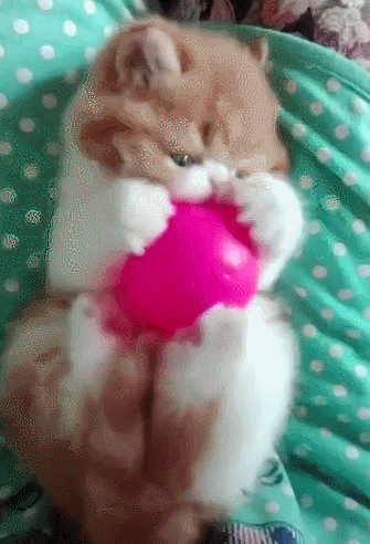 猫咪玩球球,猫咪:咦?我的球呢?网友:组团去偷的有没有?集合