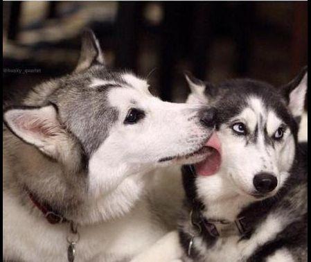 二哈也有温柔浪漫的一面,是宠物界的撩妹高手