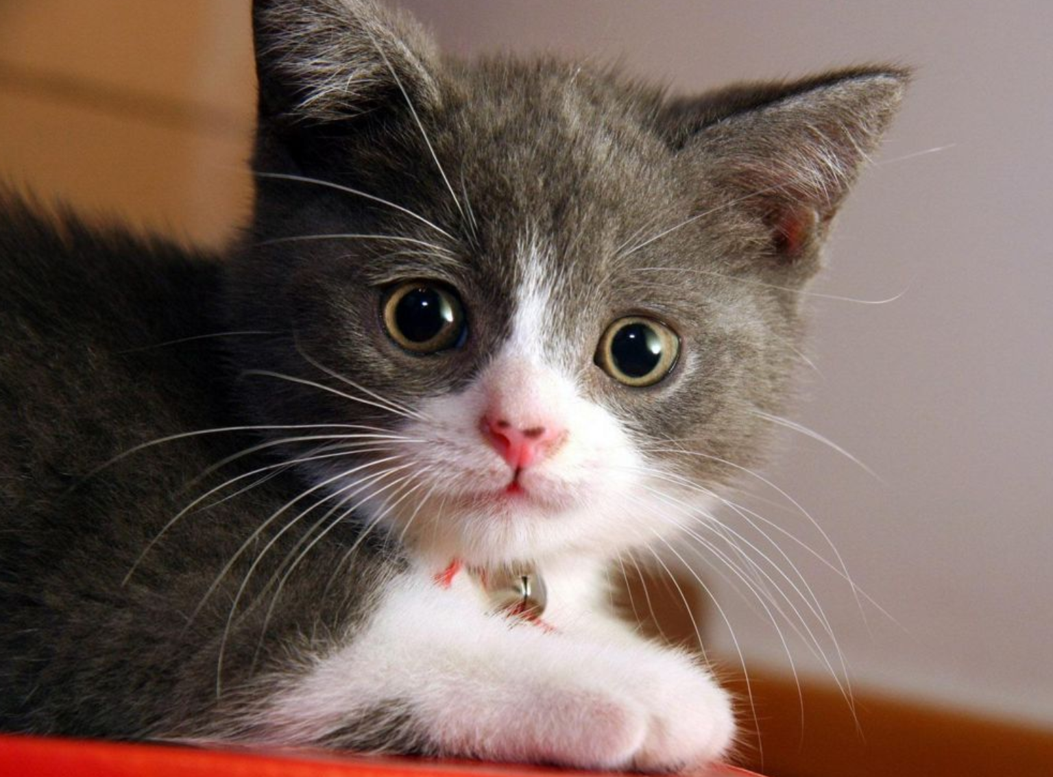 所以喵星人只好以这种方式暗示你,比如它在看着自己的猫碗,就是在暗示