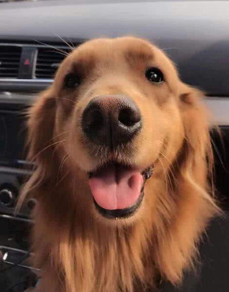 金毛捡到一张百元钞票,铲屎官开心坏了,看完上面字后他不淡定了