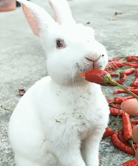 兔子把红辣椒当零食吃得津津有味网友大便时就知错