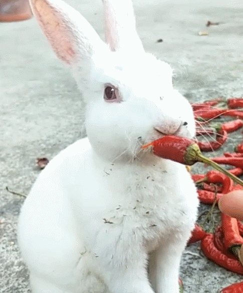 兔子把红辣椒当零食吃得津津有味网友大便时就知错