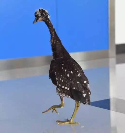 世界上最神秘的鸟重现千岛湖 它的名字你可能都不会念