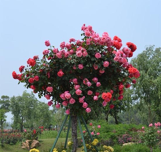 我国“最美花树”,一年花开365天,东北三省冻不死,沾土即活|树状|月季|花开_新浪新闻