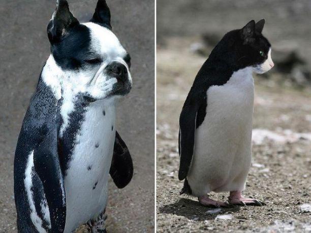 当动物的头ps到企鹅的身上之后这也太可爱了吧