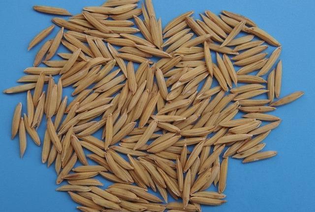 1,毒老鼠的谷粒