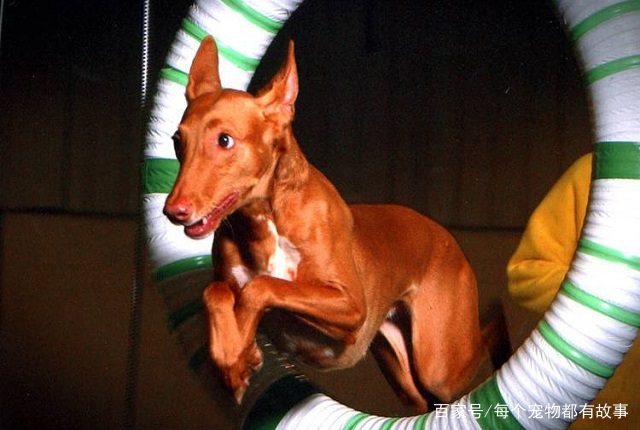 法老王猎犬特别爱干净,体味很小,而且这种狗非常高贵,当然了,价格也