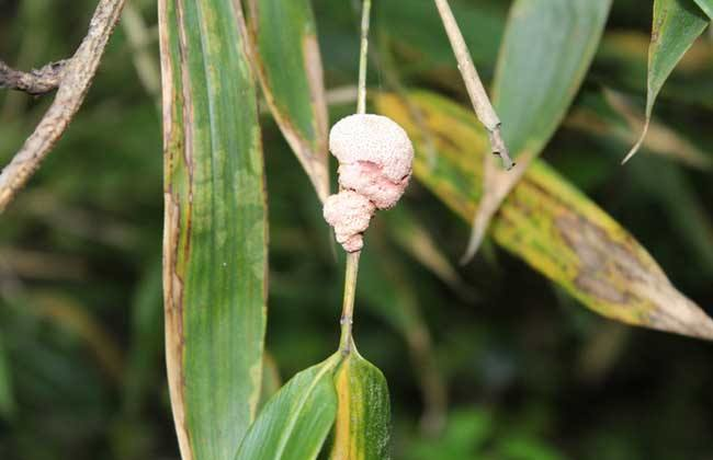 山里寄生在竹子身上的物种,像个瘤子一样,却具有抗肿瘤的功效
