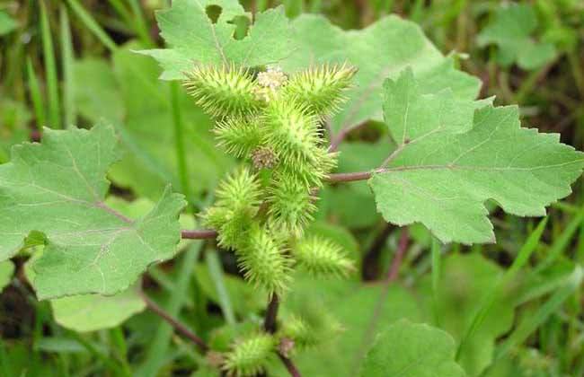 农村这果实长满了刺狗见了都绕道走没想到价值珍贵你家有吗