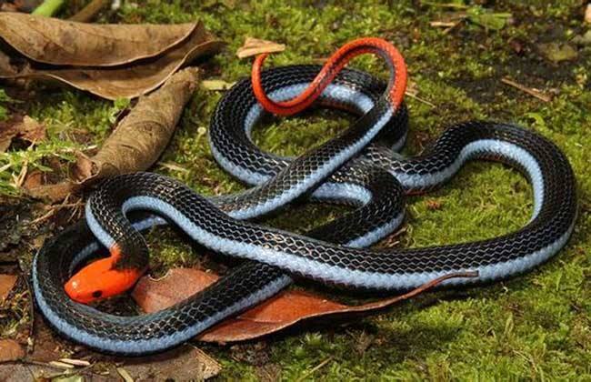 全球最神秘的毒蛇以啃噬毒蛇为生毒液竟可以治疗癌症