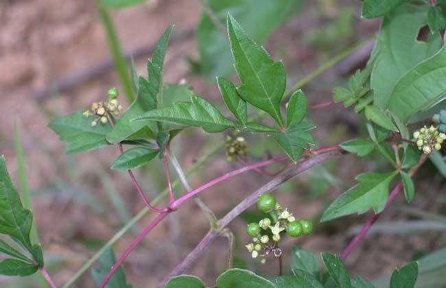 农村这种植物是一种有名的药材, 能够用来治疗烫伤和消炎