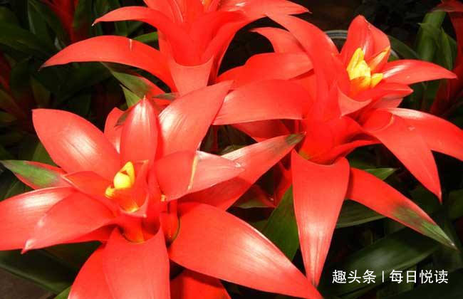 要养就养2种"财运花",家里财神爷,养家里日子越过越红火!