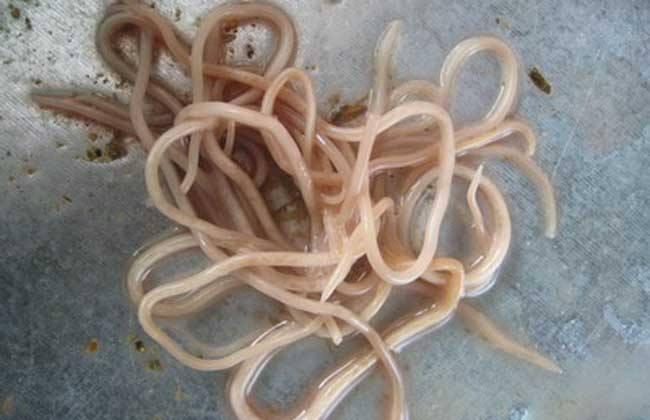 宝宝几岁才可以打虫多数家长都打早了这四类虫种你先分清楚