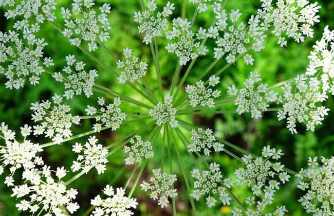 白芷|白带|散温_新浪新闻