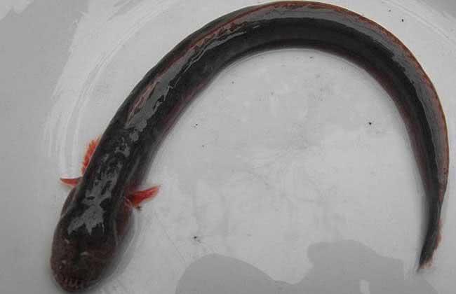 钱塘江现大量"狼牙鱼"成群结队,江中游荡,钓获都不敢吃