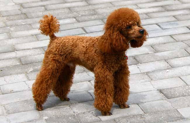 贵兵犬遇到这5类主人,只能自让倒霉,一个比一个讨厌!