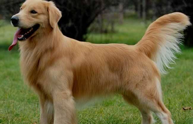 两狗对峙,金毛却在一边挑事,看到金毛的举动后,网友:心眼太坏